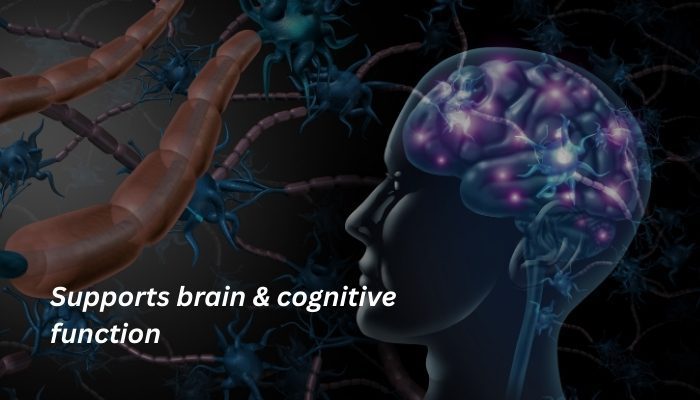 brain cognitive